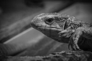 黒ずみを解消する美白昼用クリームの効果とは？