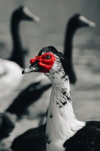 黒ずみを美白するためのスクラブの前後に気を付けるべきポイントは？