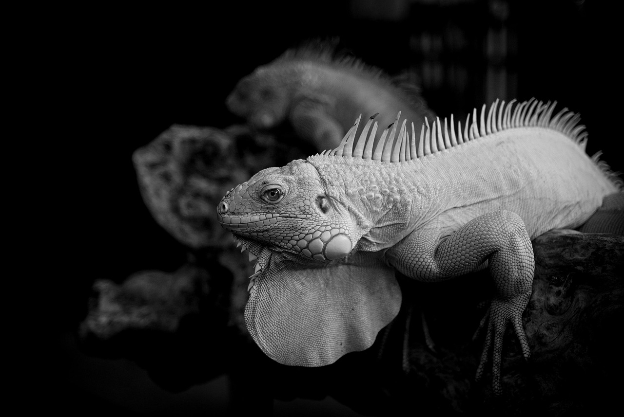 黒ずみを改善するための美白クリームとビタミンサプリの効果は？