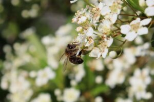 デリケートゾーンの美白に効果的なクリームは？