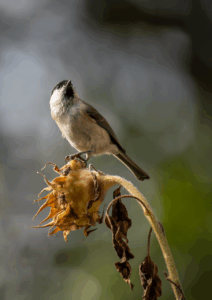 乳首の黒ずみを改善するクリームはどれがおすすめ？