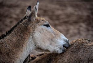 お尻の黒ずみを効果的にケアする方法は？