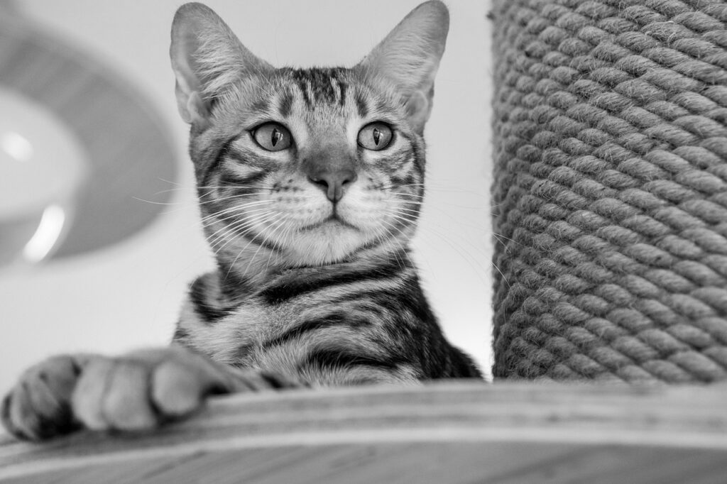 高級美白クリームの効果的な使い方は？