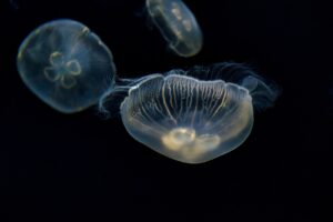 大阪での黒ずみ治療は本当に効果的？